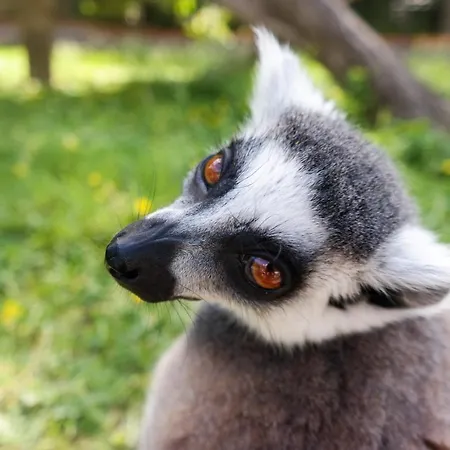 Szofia